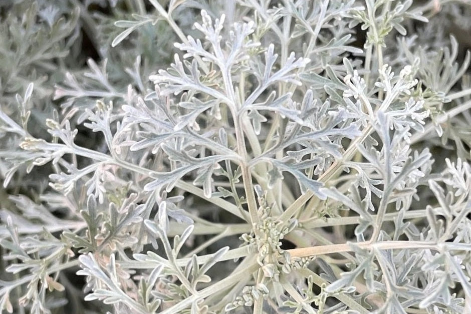 Wormwood Bush in Ornamental Garden