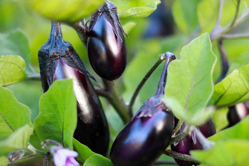 Eggplant in sunny garden
