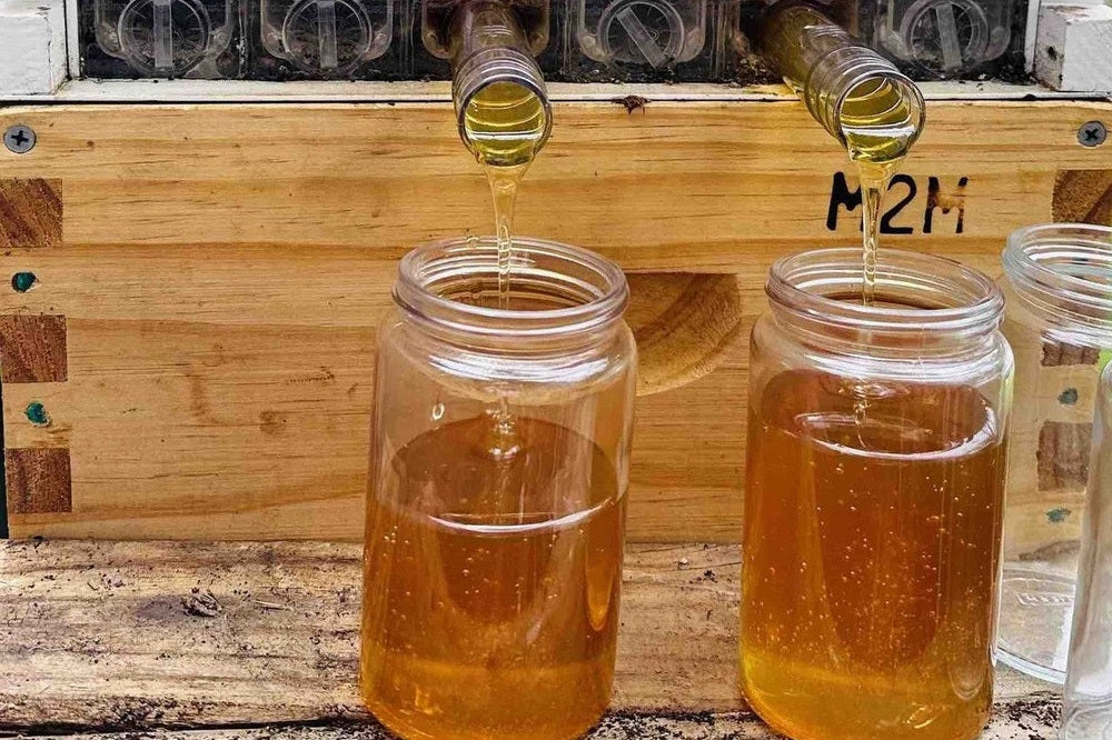 honey flowing from a hive into jars
