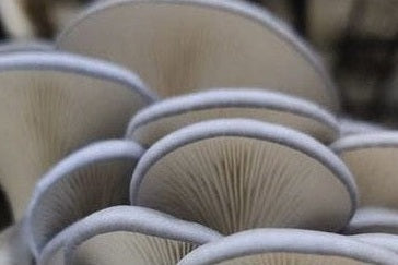 How to Grow Oyster Mushrooms at Home - Urban Revolution