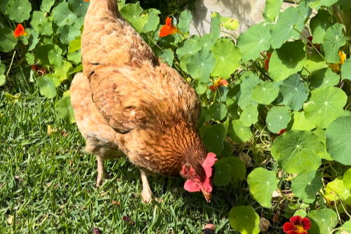 Chicken Keeping for Beginners: Fluffy, Funny, and Full of Benefits!
