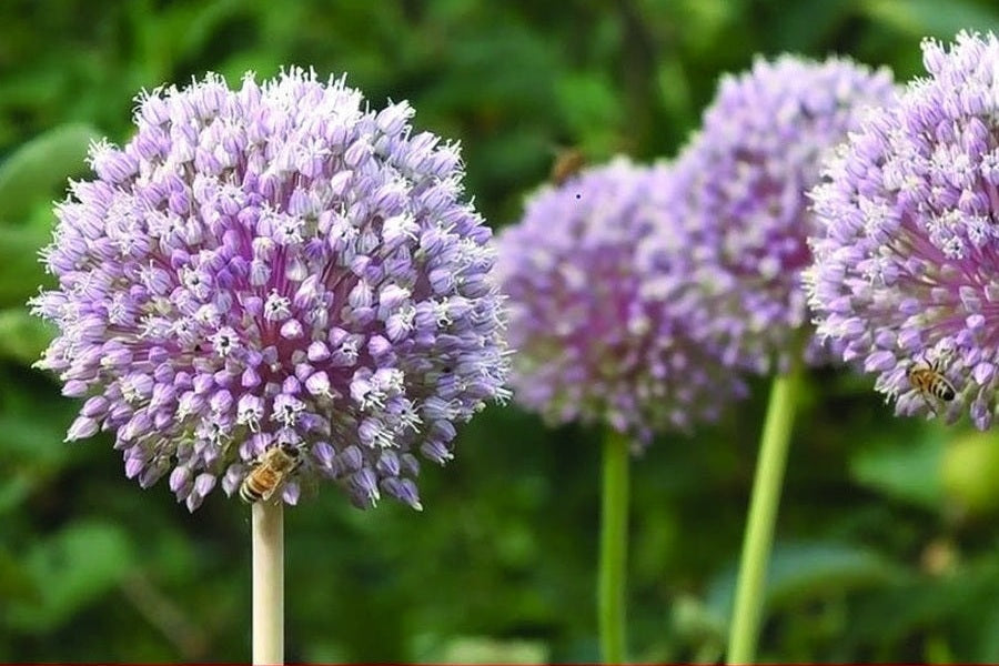 Elephant garlic flower