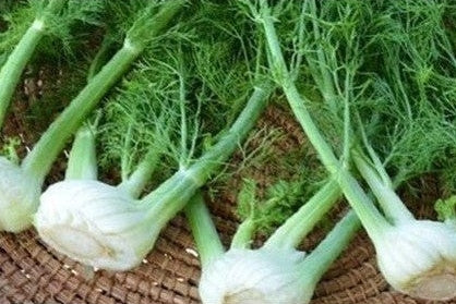 Harvested fennel in a basket