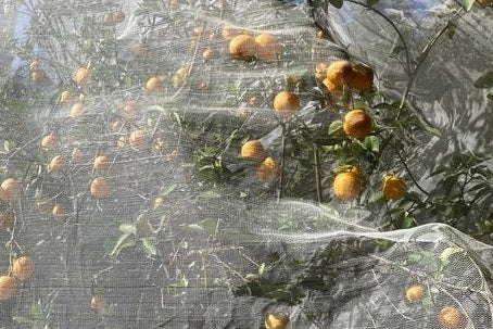 DRAFT: Top tips for managing fruit fly - Urban Revolution