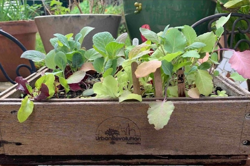 Get Ready For Spring: Seeds To Sow in August - Urban Revolution