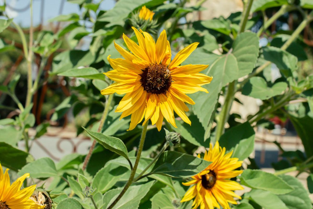 How to Help Your Plants Through a Heatwave