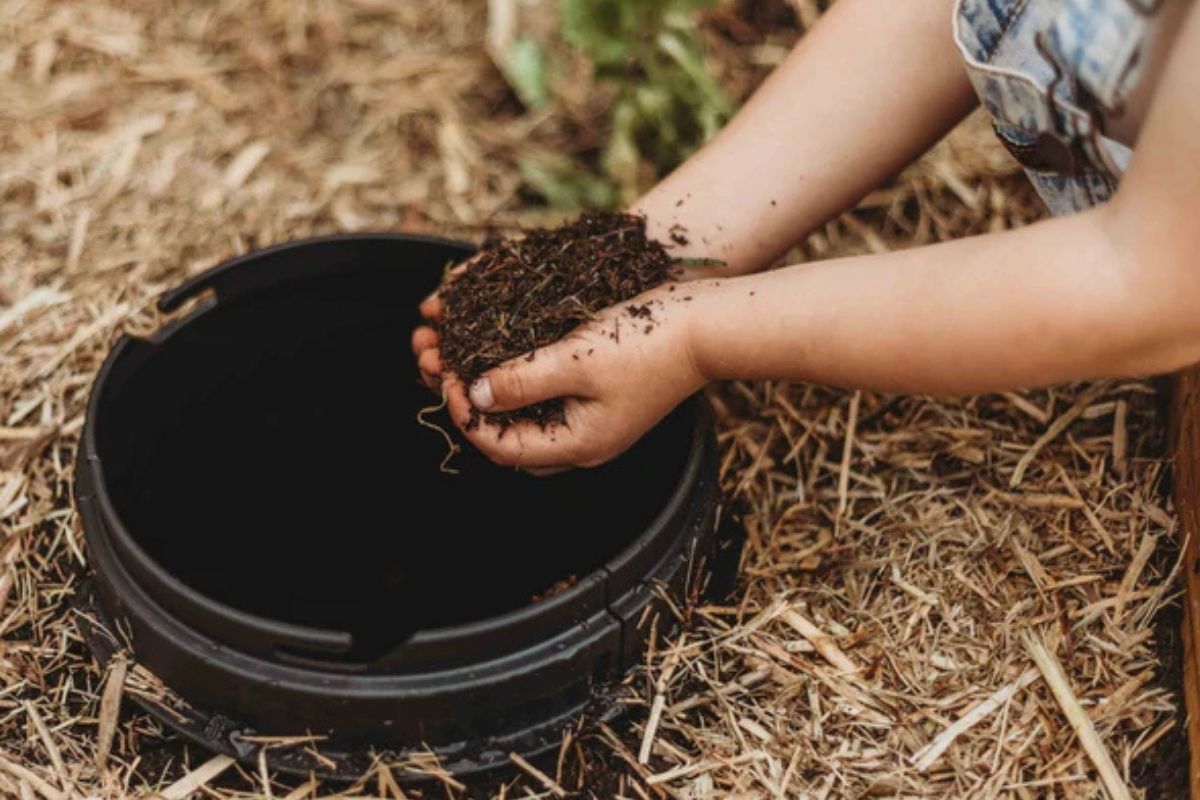 How to Keep Your Worm Farm Alive in Summer
