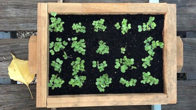 How To Sow Seeds Using A Seedling Flat - Urban Revolution