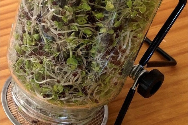 5 Ways To Grow Microgreens and Sprouts (plus the difference between them and their health benefits) - Urban Revolution