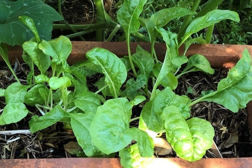 May Plant Feature: Growing Spinach In Australia - Urban Revolution