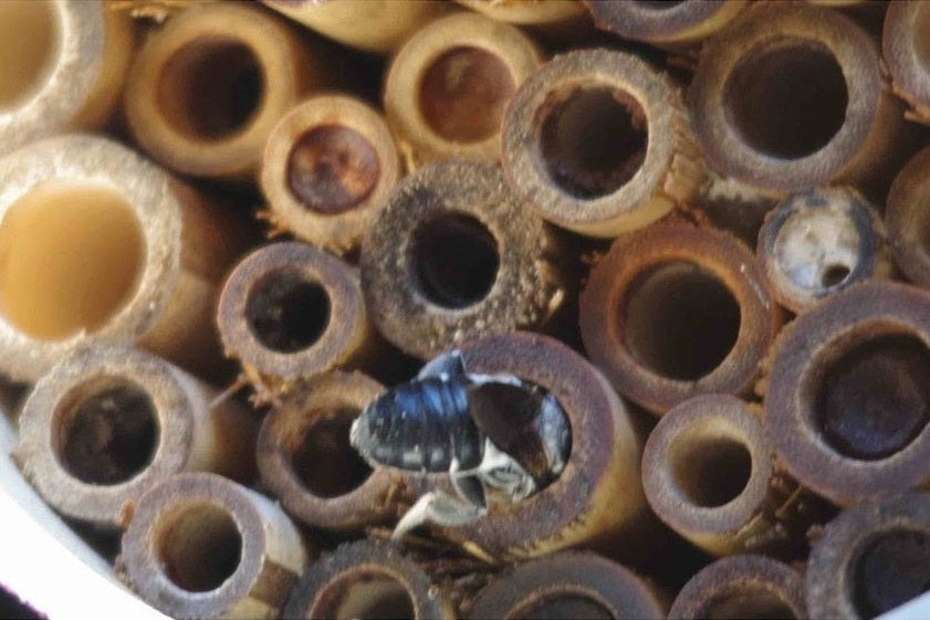 Bee in a homemade bug hotel