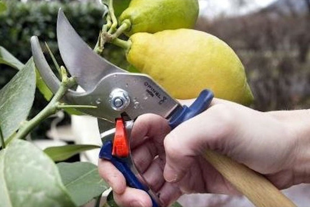 Opinel secateur pruning citrus tree