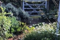 October Grow Your Own: Seeds To Sow Now and How To Use A Seedling Flat - Urban Revolution