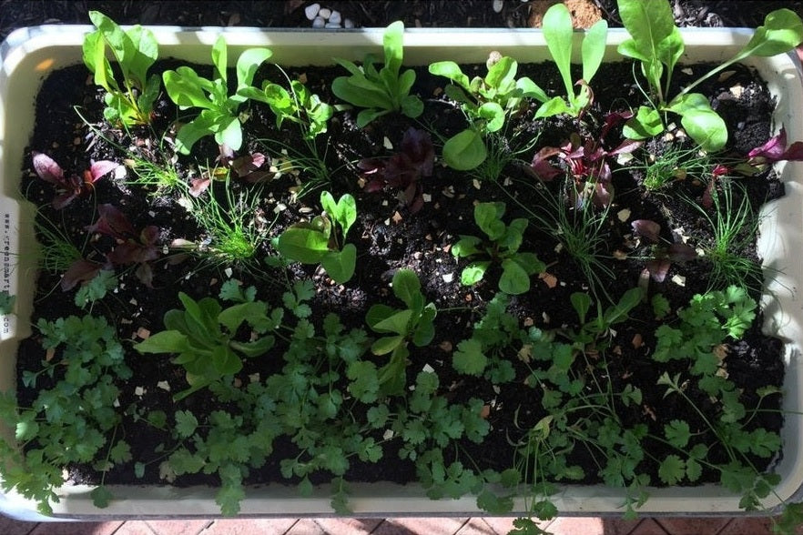 Greensmart Pot with Diverse and Dense Plantout