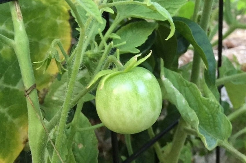 Green tomato growing on a vine