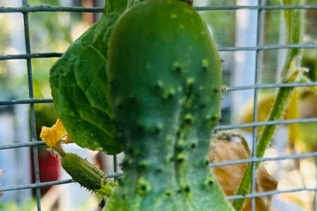Cool Cucumbers - Your Complete Guide to Growing, Harvesting and Preserving