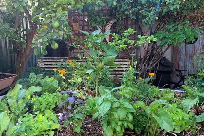 December Grow Your Own: Planting to Climate and Seeds To Sow Now - Urban Revolution