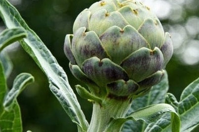 artichoke plant