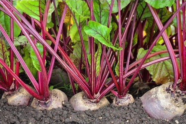 March Plant Feature: How To Grow Beetroot - Urban Revolution