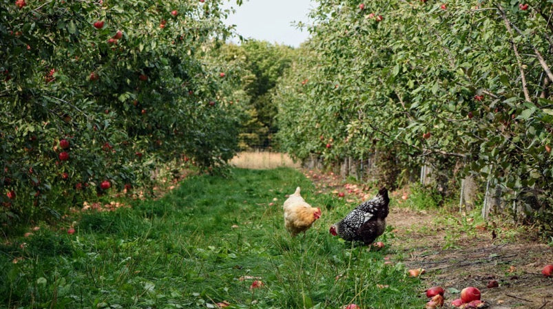 Chickens grazing in orchard with fruit trees