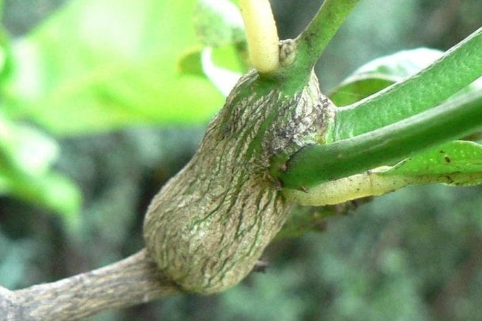 citrus gall wasp