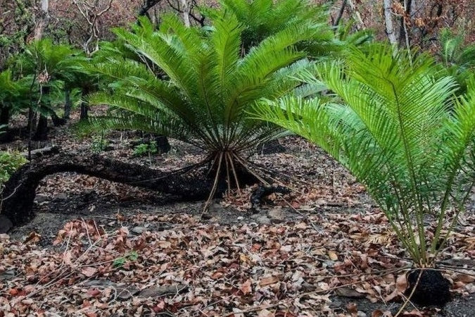 Autralian forest and bush