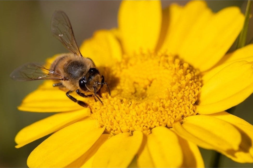 Bee on a yellow flower