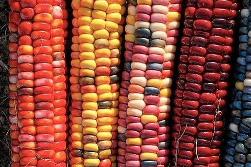 November Plant Spotlight: Corn and The Three Sisters Garden - Urban Revolution