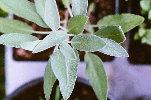 Sage basil and parsley in garden