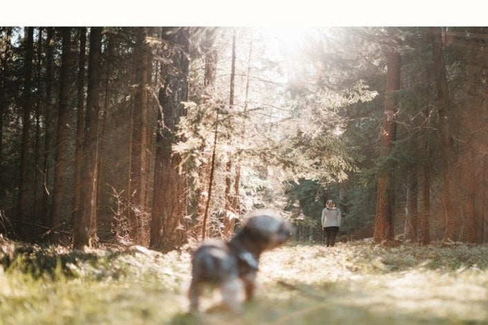 dog walking through forest