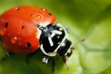 ladybird on lettuce leaf