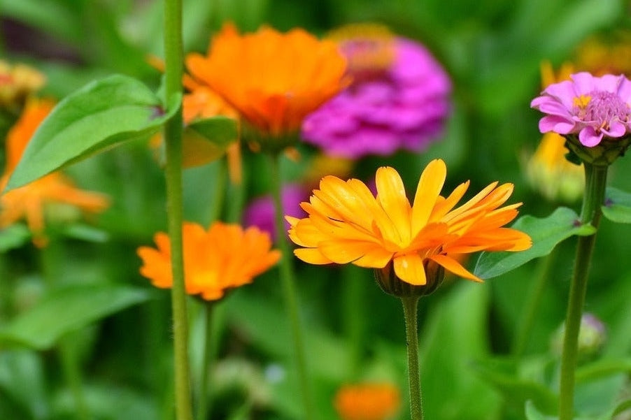 marigolds and zinnia flowers