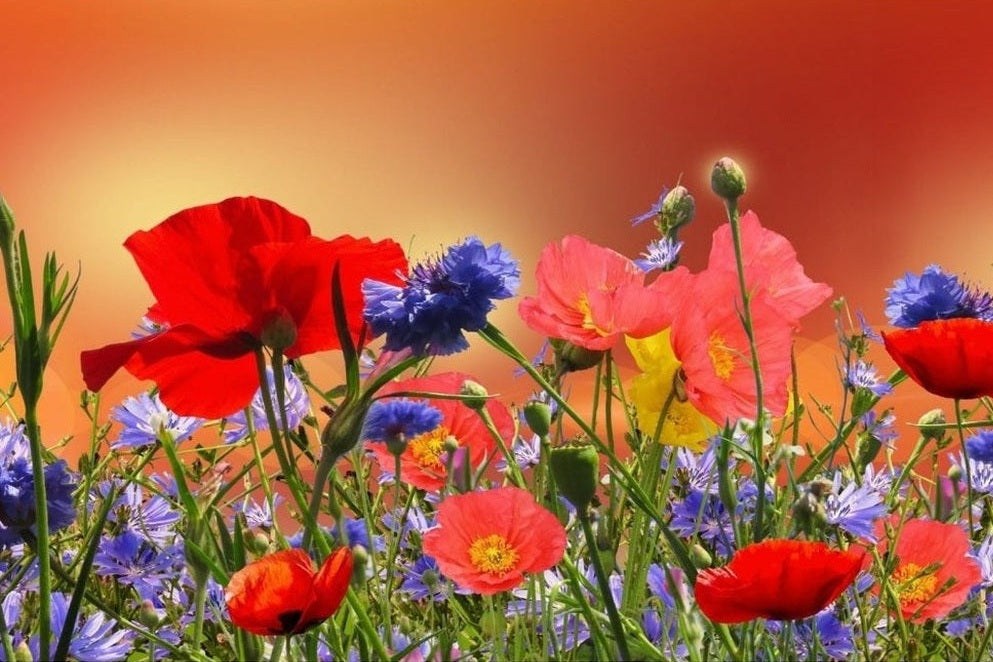 poppies and wild flowers in field