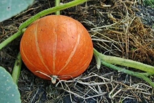 pumpkin growing in patch