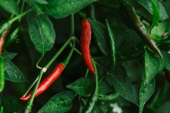 Chilli plant growing red, fully ripe, and green chillies