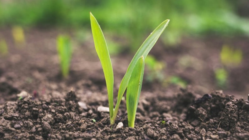 Seedling in soil