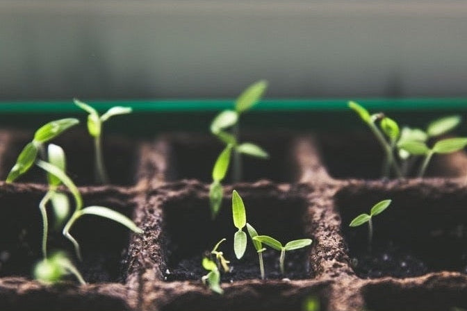 Seedlings in tray