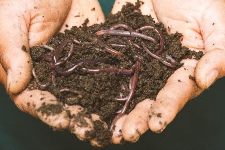 Worms in hands with worm compost