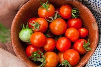 hands holding tomatoes in bowl