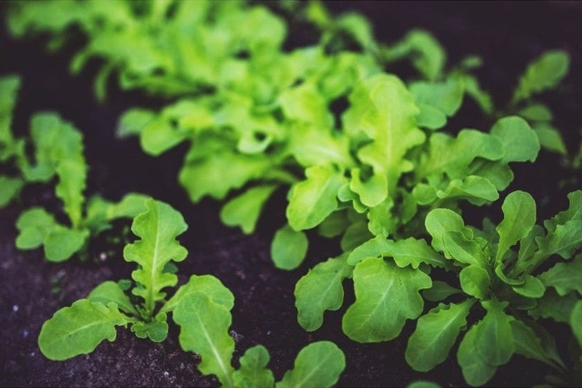 vegetable seedlings in soil