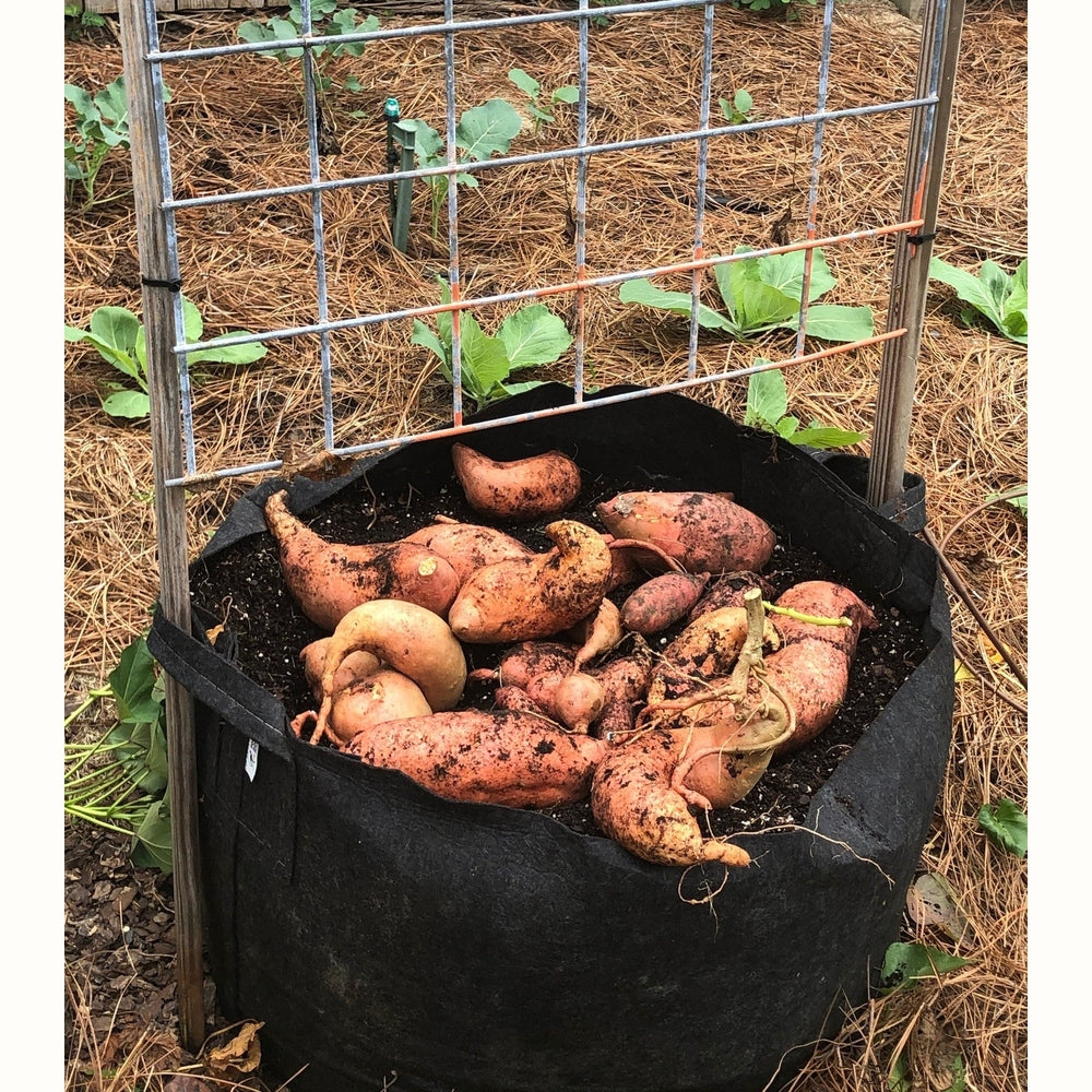 Root Pouch with Handles - 16L