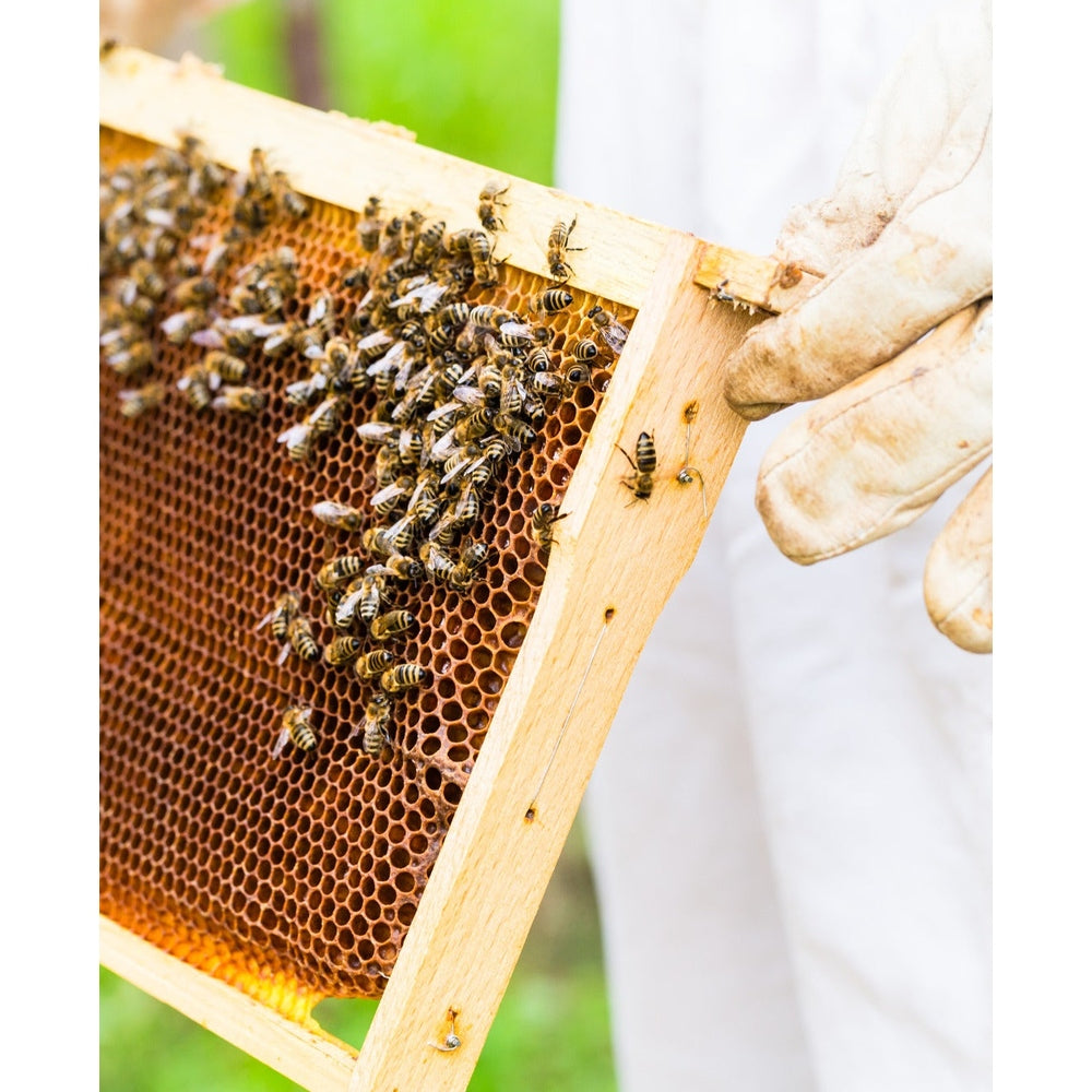 Tasmanian Tiger Massage Balm from Beauty & the Bees