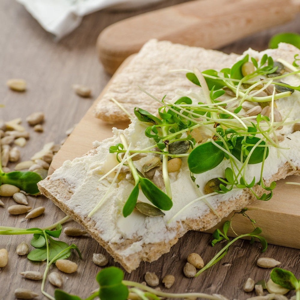 Urban Greens Mung Bean Sprouts Jar Kit