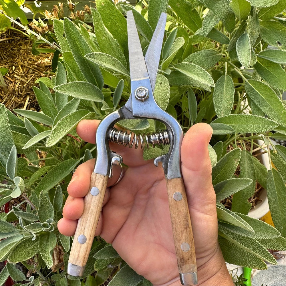 Ashwood Traditional Garden Flower Snips with Stainless Steel Blades and Ash Wood Handles.