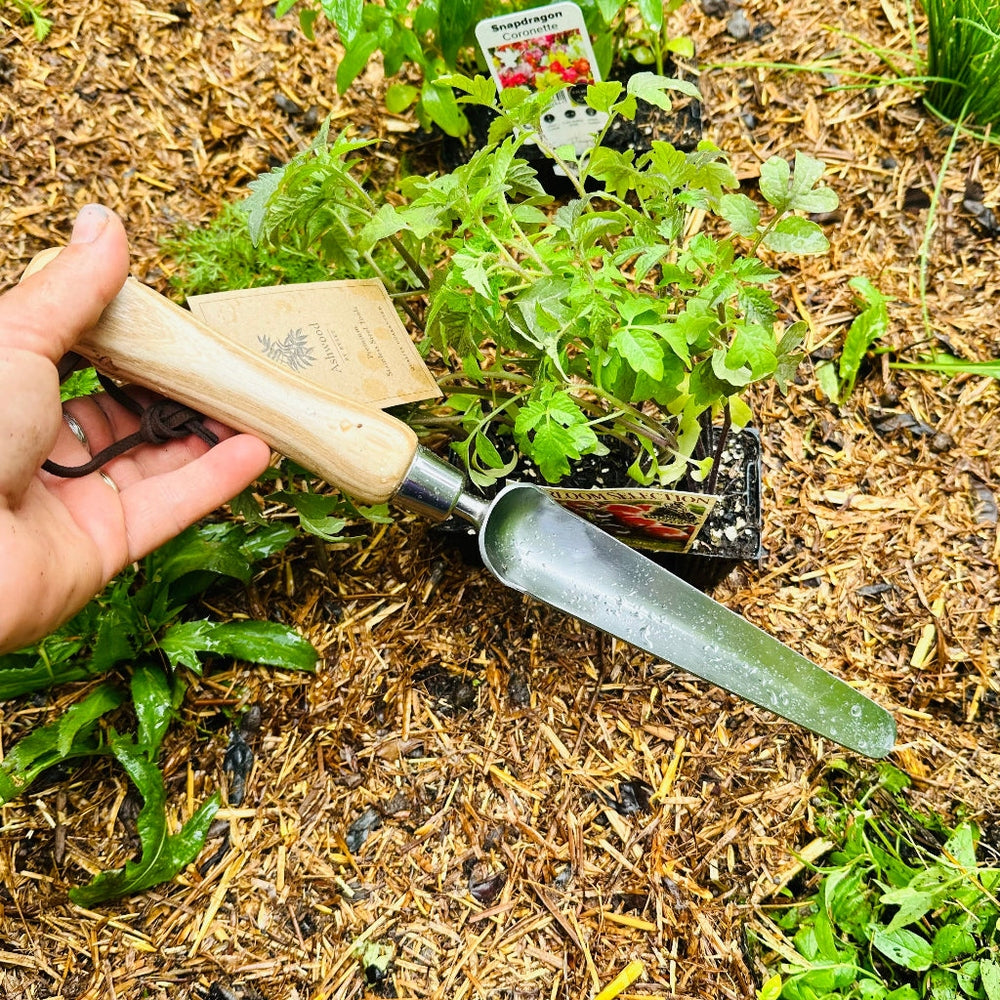 Hand Holding Ashwood Stainless Steel Widger in Veggie Patch.