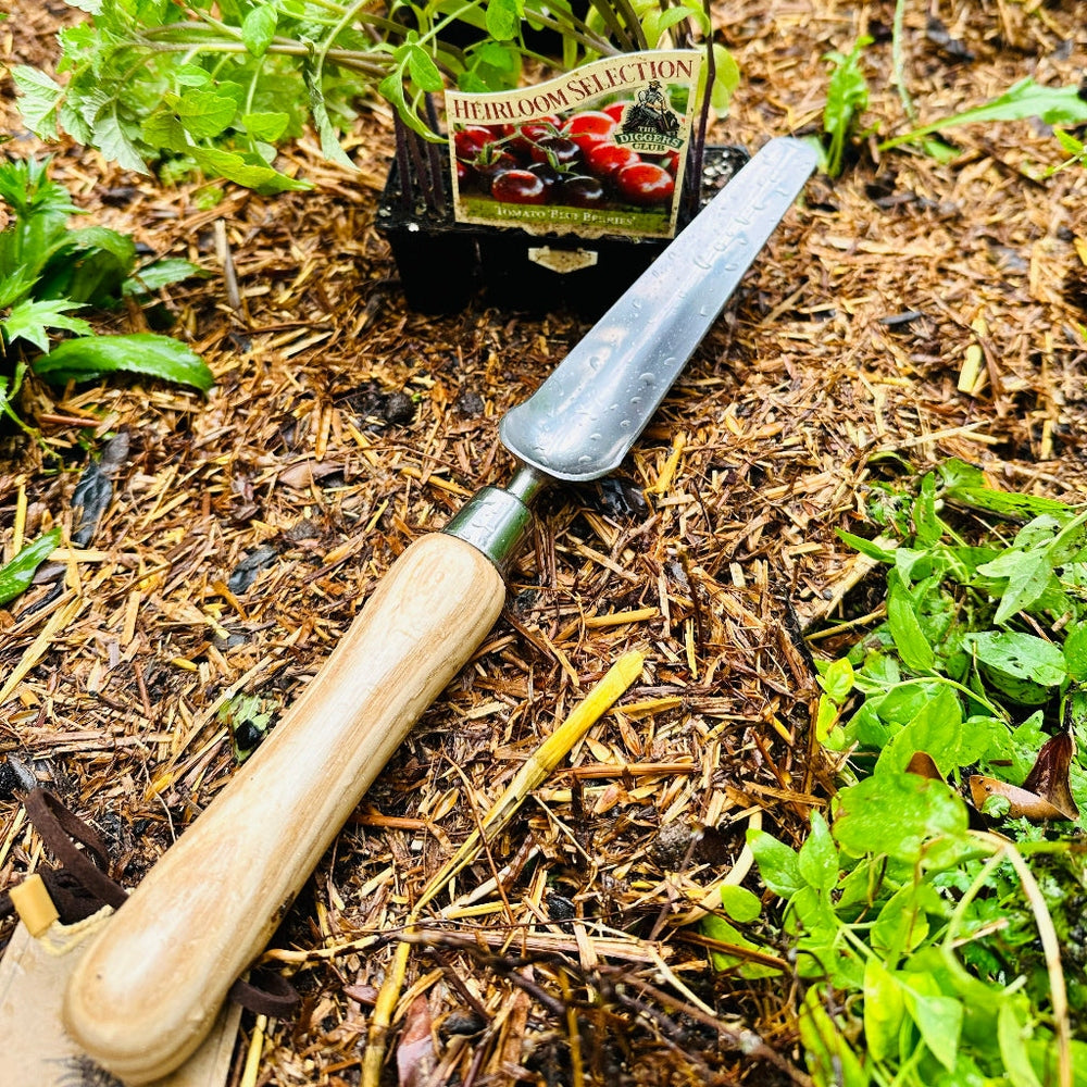 Ashwood Stainless Steel Widger in Veggie Patch next to Seedling Punnet.