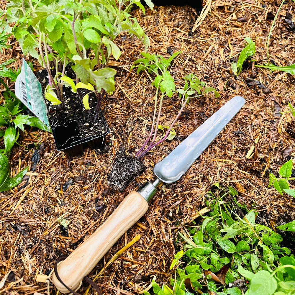 Ashwood Stainless Steel Widger in Veggie Patch with Seedling.