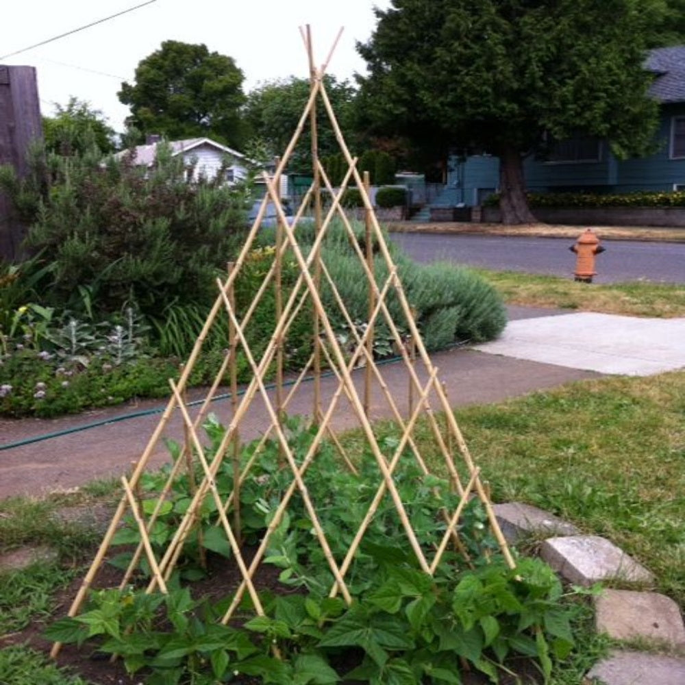 Bamboo trellis supporting climbing plants in a garden setting with a street and houses in the background.