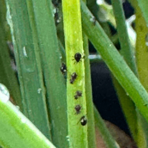 Black aphids on chives