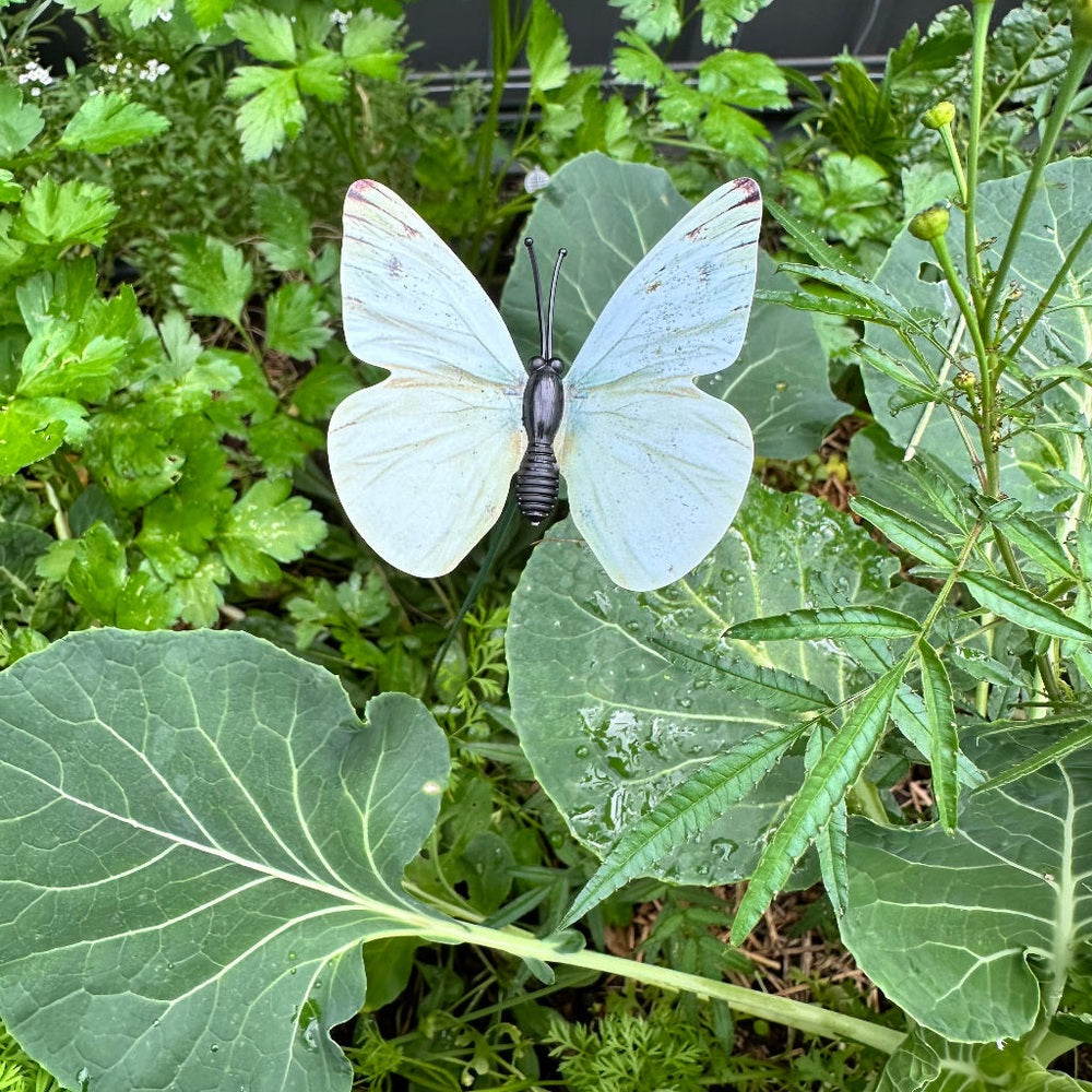 Cabbage Moth Decoy in Garden